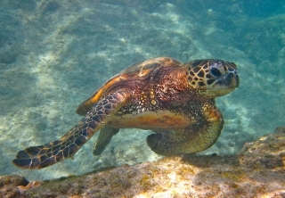 tortugas en el Caribe